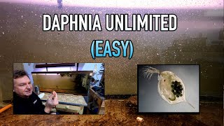 How I Raise Daphnia Water Fleas And You Can Too [upl. by Guenzi]