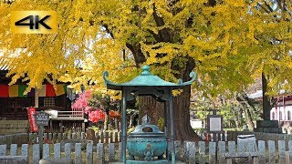 黄葉が美しい鑁阿寺の大銀杏 2018年11月27日撮影 Large Ginkgo Of quotBannajiquot Temple  鑁阿寺 ばんなじ 栃木県足利市家富町  4K [upl. by Anazus232]