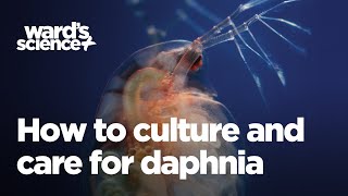 Caring and Culturing for Daphnia [upl. by Evot]