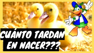 cuánto tardan los patos en nacer  TIEMPO DE INCUBACION PATOS  tipos de pato  PATOS CRIANZA [upl. by Mich]