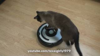 Cat shows HOW TO use iRobot Roomba Vacuum [upl. by Hess]