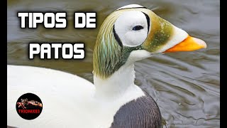 RAZAS DE PATOS DOMESTICOS Conoce los Patos híbridos y los Patos salvajes [upl. by Nryhtak]