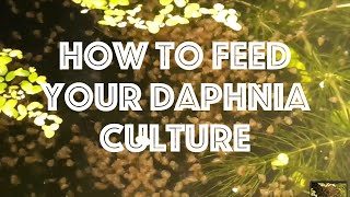 How To Feed Your Daphnia Culture [upl. by Kerwinn]