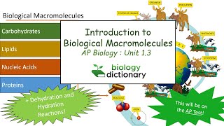 Introduction to Biological Macromolecules  AP Biology 13 [upl. by Ellivnarg]