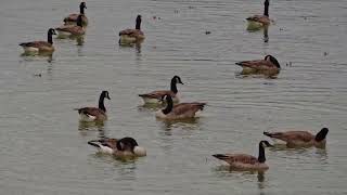 Geese on the lake [upl. by Etnuahs]