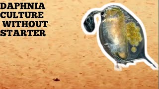 HOW TO CULTURE DAPHNIA NATURALLY WITHOUT A STARTER [upl. by Caresa]