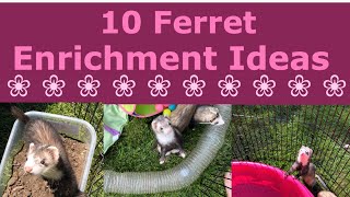 10 Ferret Enrichment Ideas [upl. by Anerec865]