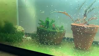 Daphnia Culturing Snails or no snails [upl. by Ytissahc]