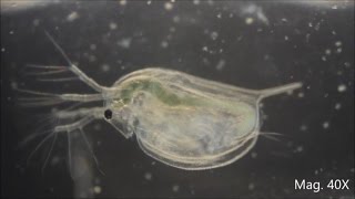 Daphnia magna under the Microscope [upl. by Abad]