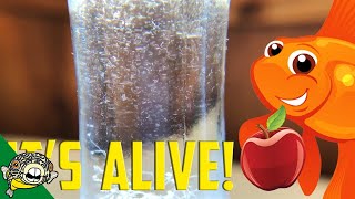 How to culture Vinegar Eels The EASY Way Live Fish Food [upl. by Inatirb]