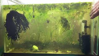 Scuds Daphnia Cherry Shrimp Copepods My aquatic food culture [upl. by Hama]