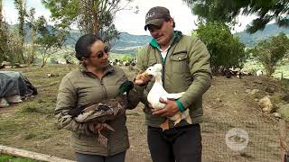 Aprenda a diferenciar los patos de las patas  La Finca de Hoy [upl. by Ennayk]