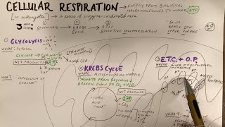 Cellular Respiration Sketch Notes for AP Bio  Simple [upl. by Binetta998]