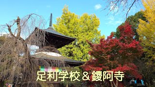 20241122 足利学校＆鑁阿寺 紅葉色づき始め [upl. by Laroc725]