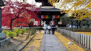 【栃木県足利市】鑁阿寺の紅葉 [upl. by Leahci]