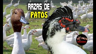 Razas de patos domésticos – Todas las razas de patos domésticos del mundo [upl. by Dorie]