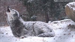 Wolves howling in the night 8 Hours of wolf sounds [upl. by Chev]