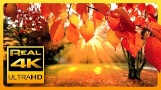 4K Autumn Forest amp Relaxing Piano Music  Beautiful Fall Leaf Colors in 4K UHD  2 Hours [upl. by Araldo]