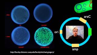 AP Biology Lab 6 Molecular Biology [upl. by Naerad]