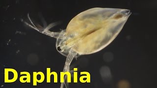 Daphnia [upl. by Nylhsoj429]