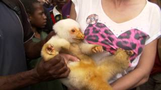 Cuscus Possum on Papua New Guinea with Diana [upl. by Oliana]