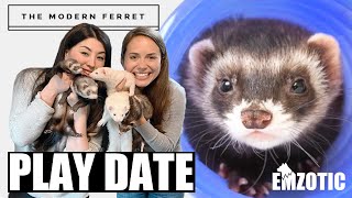 FERRET PARTY Bonus Weasels Meet The Modern Ferret [upl. by Jelena]