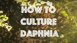 How To Culture Daphnia Magna [upl. by Zeralda]