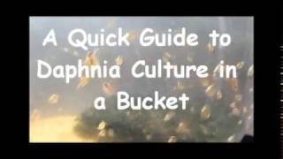 How to culture daphnia outside [upl. by Anas]