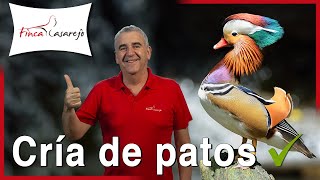 10 consejos sobre los patos 🦆 [upl. by Ameh]