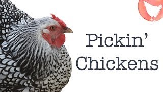 Choosing Chicken Breeds [upl. by Eniledam]