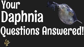 Daphnia Questions Answered [upl. by Artinahs227]