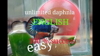 daphnia moina culture Easy way Unlimited production English  with sub Green water Chlorella [upl. by Ahsiret614]