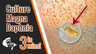 How to culture DAPHNIA MAGNA  The easy way [upl. by Eidoj166]