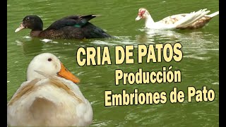 CRIA DE PATOS PRODUCCION DE EMBRIONES DE PATO [upl. by Esten]