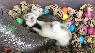 Adorable Baby Ferrets Playing [upl. by Landri]