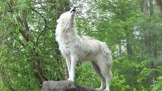 Black Wolf Howls to the Thunder [upl. by Hardman]