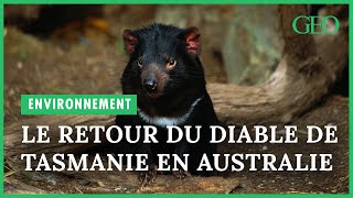 En Australie naissance de 7 diables de Tasmanie une première depuis 3 000 ans [upl. by Aivilo]