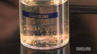 How to Care for Daphnia [upl. by Grannia]