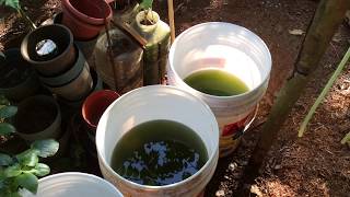 How to grow Green Water Algae [upl. by Raoul872]