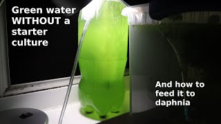 Green Water WITHOUT a Starter Culture  From Scratch  How To [upl. by Ciccia179]