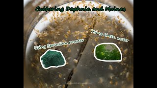 How To Culture Daphnia and Moinas using Green Water Spirulina powder [upl. by Bern834]