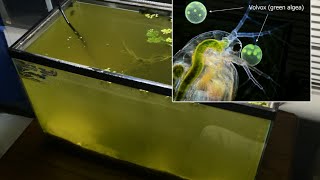 Raising Daphnia for the Freshwater Aquarium [upl. by Leigha881]