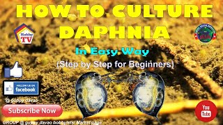 HOW TO CULTURE DAPHNIA In Easy Way [upl. by Buffo]