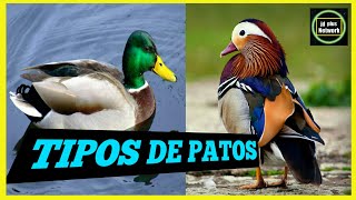 6 TIPOS DE PATOS 🐣 RAZAS DE PATOS 🐥 Especies de Patos📛 [upl. by Duwad182]